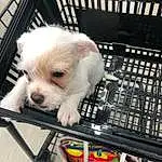 Dog, Dog breed, Carnivore, Fawn, Companion dog, Working Animal, Dog Supply, Toy Dog, Pet Supply, Engineering, Furry friends, Canidae, Metal, Audio Equipment, Animal Shelter, Non-sporting Group, Small Terrier, Puppy, Shopping Cart