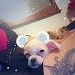 Pink, Fawn, Toy, Whiskers, Art, Space, Stuffed Toy, Companion dog, Event, Tail, Furry friends, Terrestrial Animal, Ceiling, Room, Toy Dog, Fun, Canidae, Visual Arts, Fictional Character