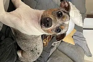 Name Chihuahua Dog Blue