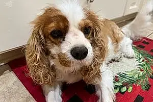 Cavalier King Charles Spaniel Dog Abby