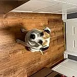 Dog, Wood, Carnivore, Fawn, Dog breed, Hardwood, Wood Stain, Snout, Plywood, Automotive Exterior, Laminate Flooring, Ceiling, Companion dog, Wood Flooring, Room, Canidae, Door