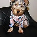 Dog, Carnivore, Dog breed, Dog Supply, Dog Clothes, Working Animal, Sleeve, Companion dog, Snout, Pet Supply, Toy Dog, Fashion Accessory, Small Terrier, Collar, Terrier, Schnauzer, Welsh Terrier, Canidae, Water Dog