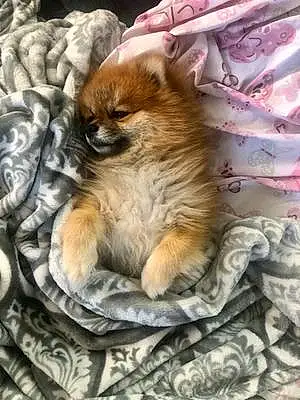 Name Pomeranian Dog Mishka