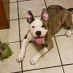 Dog, Carnivore, Dog breed, Fawn, Companion dog, Pet Supply, Bulldog, Snout, Tail, Working Animal, Paw, Canidae, Toy Dog, Dog Supply, Bull Terrier, Collar, Animal Shelter