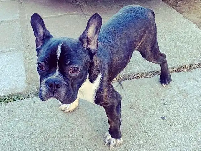Dog, Ear, Boston Terrier, Plant, Carnivore, Whiskers, Companion dog, Dog breed, Working Animal, Toy Dog, French Bulldog, Canidae, Bulldog, Molosser, Paw, Terrestrial Animal, Non-sporting Group, Ancient Dog Breeds