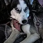 Dog, Dog breed, Jaw, Carnivore, Grey, Fawn, Sled Dog, Snout, Wolf, Comfort, Working Animal, Furry friends, Companion dog, Canidae, Terrestrial Animal, Working Dog, Canis, Siberian Husky