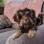 Dog, Comfort, Carnivore, Liver, Dog breed, Plant, Fawn, Companion dog, Toy Dog, Water Dog, Terrier, Small Terrier, Houseplant, Working Animal, Dog Supply, Furry friends, Picture Frame, Yorkipoo, Sitting