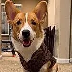 Dog, Carnivore, Dog breed, Whiskers, Fawn, Companion dog, Snout, Working Animal, Tail, Furry friends, Toy, Hound, Paw, Wood, Terrestrial Animal, Canidae, Welsh Corgi, Ancient Dog Breeds