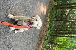 Name Labrador Retriever Dog Rufus
