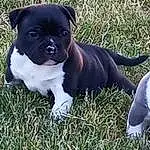 Dog, Plant, Dog breed, Carnivore, Grass, Companion dog, Fawn, Boston Terrier, Working Animal, Snout, Collar, Terrestrial Animal, Tail, Canidae, Whiskers, Dog Collar, Molosser, Non-sporting Group, Puppy