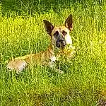 Dog, Plant, Grass, Carnivore, Fawn, Companion dog, Grassland, Working Animal, Meadow, Whiskers, Terrestrial Animal, Dog breed, Prairie, People In Nature, Pasture, Field, Collar, Tail