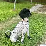 Dog, Dog breed, Carnivore, Water Dog, Companion dog, Snout, Grass, Dog Collar, Canidae, Plant, Tail, Gun Dog, Pointing Breed, Working Dog, Non-sporting Group, Dog Supply, Working Animal, Spaniel, Hunting Dog