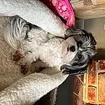 Dog, Dog breed, Carnivore, Fawn, Companion dog, Couch, Comfort, Snout, Wood, Felidae, Tail, Furry friends, Dog Supply, Liver, Schnauzer, Pet Supply, Working Animal, Terrier, Canidae