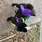 Purple, Grass, Violet, Road Surface, Tints And Shades, Natural Material, Asphalt, Tail, Tar, Petal, Soil, Magenta, Shadow, Electric Blue, Furry friends, Annual Plant, Fashion Accessory, Wing, Plant, Concrete