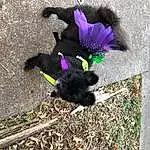 Purple, Dog breed, Grass, Road Surface, Tail, Shadow, Glove, Soil, Asphalt, Furry friends, Terrestrial Animal, Cat, Canidae, Tar, Natural Material, Paw, Magenta, Petal, Annual Plant