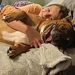 Dog, Dog breed, Comfort, Jaw, Carnivore, Ear, Companion dog, Fawn, Snout, Canidae, Whiskers, Selfie, Working Animal, Furry friends, Happy, Guard Dog, Nap, Non-sporting Group, Room