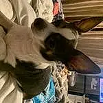 Ear, Gesture, Dog breed, Carnivore, Fawn, Felidae, Whiskers, Snout, Working Animal, Companion dog, Furry friends, Canidae, Toy Dog, Small To Medium-sized Cats, Television, Corgi-chihuahua, Wing