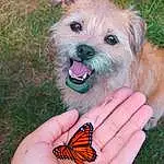 Dog, Dog breed, Butterfly, Carnivore, Pollinator, Arthropod, Dog Supply, Companion dog, Fawn, Insect, Plant, Snout, Toy Dog, Moths And Butterflies, Grass, Canidae, Dog Clothes, Small Terrier, Nail