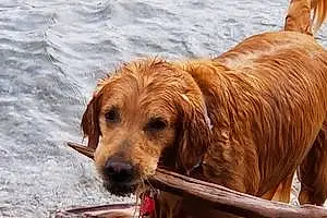 Golden Retriever Dog Mona