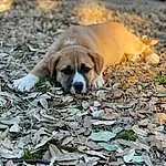Dog, Carnivore, Dog breed, Grass, Companion dog, Fawn, Wood, Snout, Groundcover, Terrestrial Animal, Plant, Soil, Canidae, Rock, Furry friends, Puppy, Autumn