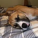 Dog, Carnivore, Comfort, Dog breed, Fawn, Companion dog, Whiskers, Terrestrial Animal, Snout, Furry friends, Font, Linens, Canidae, Nap, Photo Caption, Tableware, Non-sporting Group, Sleep