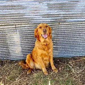 Name Golden Retriever Dog Maple