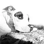 Dog, Grey, Working Animal, Carnivore, Black-and-white, Fawn, Flash Photography, Dog breed, Terrestrial Animal, Companion dog, Snout, Whiskers, Black & White, Monochrome, Close-up, Livestock, Happy, Still Life Photography, Toy