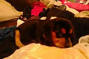 Name Beagle Dog Sampson