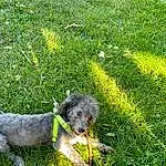 Dog, Carnivore, Dog breed, Plant, Grass, Companion dog, Groundcover, Grassland, Snout, Lawn, Canidae, Terrestrial Animal, Tail, Shrub, Terrier, Working Animal, Prairie, Pasture