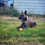 Dog, Carnivore, Fence, Dog breed, Plant, Grass, Dog Supply, Mesh, Snout, Wire Fencing, Collar, Canidae, Water Dog, Herding Dog, Soil, Home Fencing, Working Animal, East-european Shepherd, Working Dog