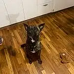 Brown, Dog, Wood, Dog breed, Carnivore, Wood Stain, Laminate Flooring, Fawn, Hardwood, Working Animal, Plank, Companion dog, Snout, Wood Flooring, Varnish, Cabinetry, Tail, Kitchen Appliance