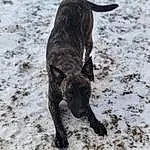 Dog, Snow, Carnivore, Dog breed, Fawn, Tail, Terrestrial Animal, Gun Dog, Working Animal, Liver, Treeing Tennessee Brindle, Winter, Furry friends, Guard Dog, Hunting Dog, Non-sporting Group, Borador