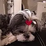 Dog, Carnivore, Liver, Dog breed, Companion dog, Fawn, Dog Supply, Pet Supply, Toy Dog, Snout, Working Animal, Comfort, Shih Tzu, Furry friends, Fashion Accessory, Terrier, Small Terrier, Canidae, Non-sporting Group