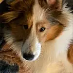Dog, Dog breed, Carnivore, Rough Collie, Whiskers, Fawn, Companion dog, Terrestrial Animal, Snout, Close-up, Furry friends, Collie, Canidae, Working Dog, Grass, Herding Dog