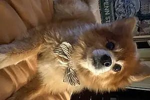Pomeranian Dog Cesat