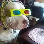 Dog, Vision Care, Dog breed, Jaw, Carnivore, Whiskers, Companion dog, Dog Clothes, Goggles, Personal Protective Equipment, Snout, Helmet, Dog Supply, Eyewear, Working Animal, Canidae, Event, Fictional Character, Mask