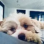 Dog, Dog breed, Carnivore, Chair, Working Animal, Companion dog, Fawn, Comfort, Toy Dog, Snout, Eyewear, Small Terrier, Canidae, Furry friends, Terrier, Maltepoo, Puppy love