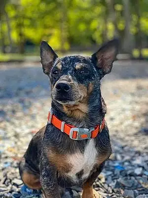 Name Dachshund Dog Rosco