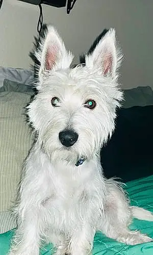 Name West Highland White Terrier Dog Nacho