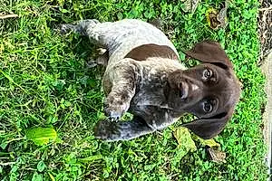 Name German shorthaired pointer Dog Axel