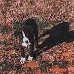 Dog, Dog breed, Carnivore, Tints And Shades, Grass, Snout, Tail, Plant, Wood, Working Animal, Tree, Soil, Canidae, Companion dog, Landscape, Shadow, Herding Dog, Furry friends
