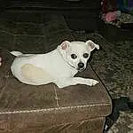 Dog, Furniture, White, Dog breed, Couch, Carnivore, Working Animal, Fawn, Companion dog, Collar, Snout, Tail, Pet Supply, Canidae, Hardwood, Dog Supply, Non-sporting Group, Chair