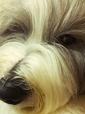 Bearded Collie Dog Lloyd