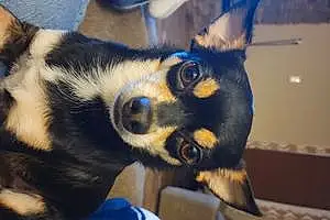Name Chihuahua Dog Reese