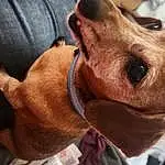 Dog, Jaw, Carnivore, Liver, Working Animal, Collar, Ear, Dog breed, Whiskers, Fawn, Companion dog, Pet Supply, Selfie, Snout, Dog Collar, Dog Supply, Canidae, Furry friends, Wrinkle