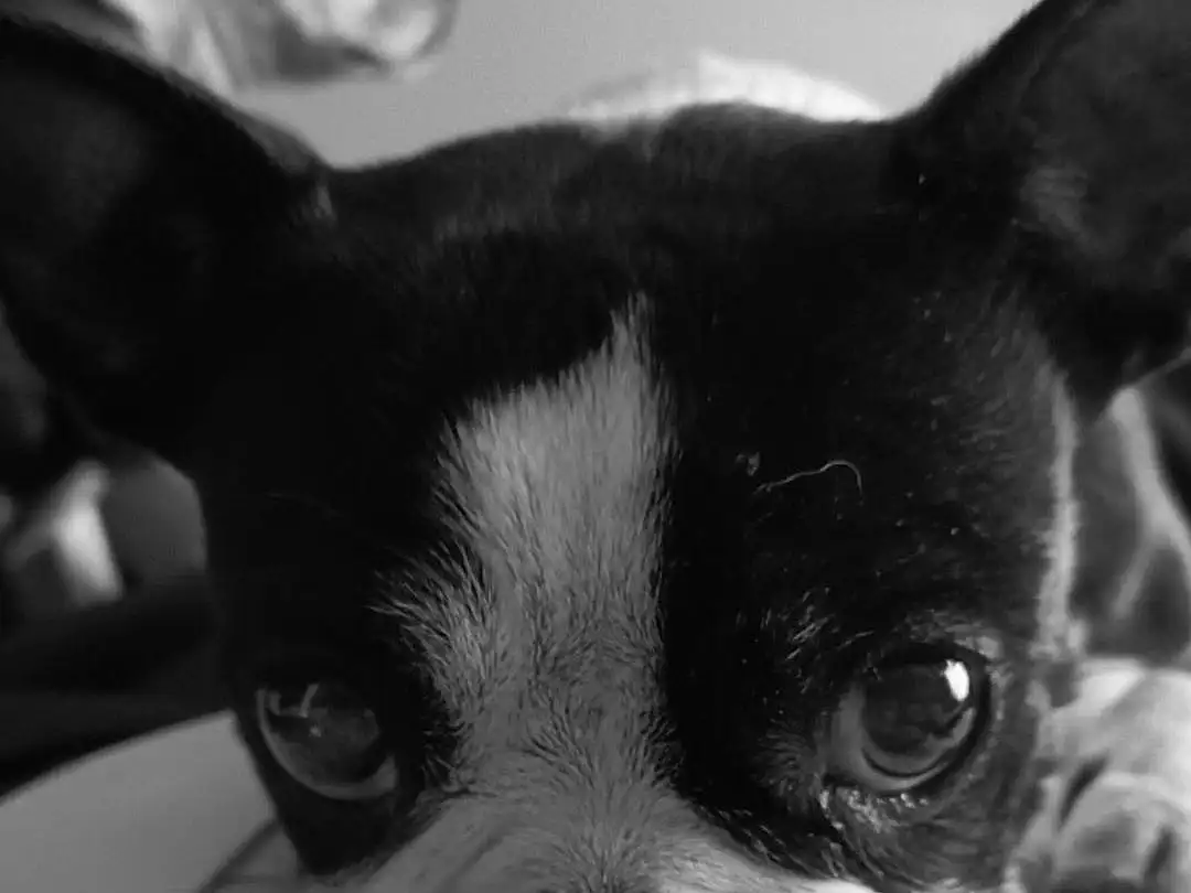 Dog, Photograph, White, Carnivore, Ear, Dog breed, Jaw, Boston Terrier, Whiskers, Fawn, Companion dog, Working Animal, Toy Dog, Snout, Canidae, Photo Caption, Puppy love, French Bulldog