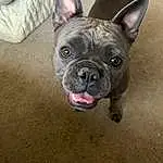 Dog, Eyes, Dog breed, Bulldog, Carnivore, Ear, Whiskers, Companion dog, Fawn, Snout, Working Animal, Wrinkle, Terrestrial Animal, Canidae, French Bulldog, Toy Dog, Non-sporting Group