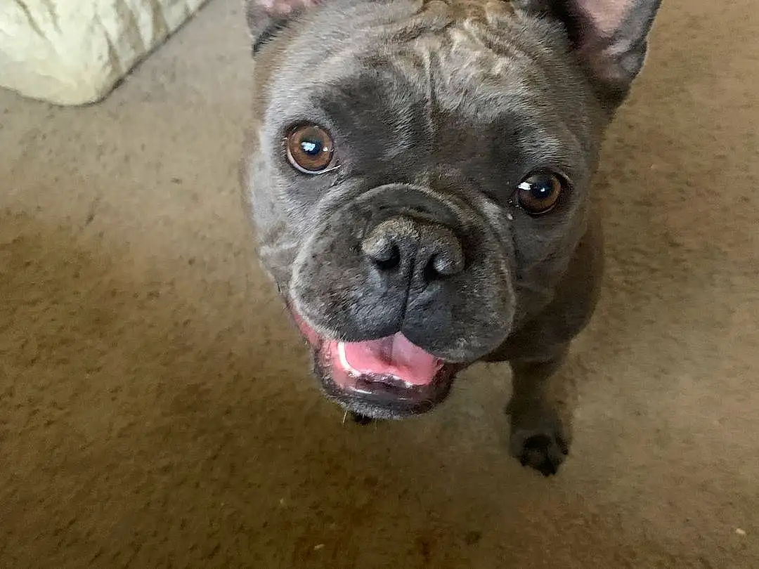 Dog, Eyes, Dog breed, Bulldog, Carnivore, Ear, Whiskers, Companion dog, Fawn, Snout, Working Animal, Wrinkle, Terrestrial Animal, Canidae, French Bulldog, Toy Dog, Non-sporting Group