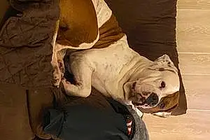 Name Pitt Bull Terrier Dog Achilles
