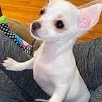 Dog, Carnivore, Ear, Dog Supply, Whiskers, Dog breed, Fawn, Companion dog, Toy Dog, Working Animal, Snout, Canidae, Furry friends, Puppy, Corgi-chihuahua, Terrestrial Animal, Tail, Non-sporting Group